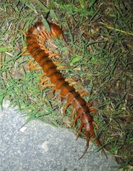 Scolopendra dehaani