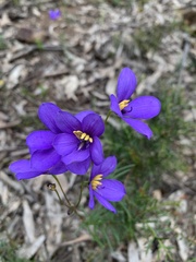Cheiranthera linearis