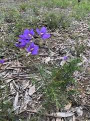 Cheiranthera linearis
