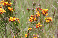 Dillwynia sericea