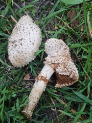 Saproamanita vittadinii