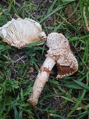 Saproamanita vittadinii