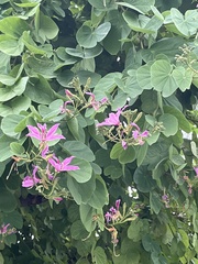 Bauhinia purpurea