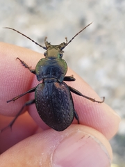 Carabus lusitanicus