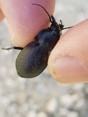 Carabus lusitanicus
