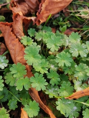 Geranium molle