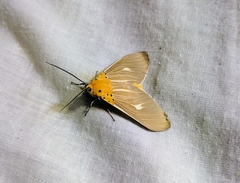 Asota producta