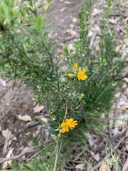 Pultenaea largiflorens
