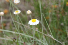 Leucochrysum albicans