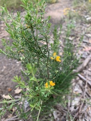 Pultenaea largiflorens