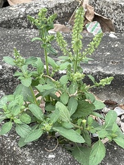 Ocimum campechianum
