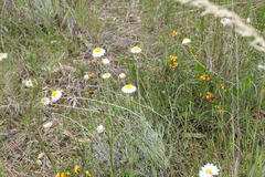 Leucochrysum albicans