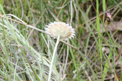 Leucochrysum albicans