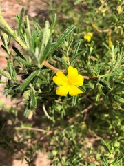 Hibbertia cistoidea