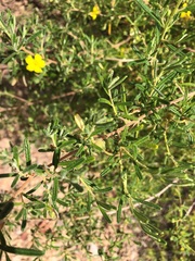 Hibbertia cistoidea