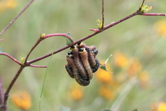 Perga affinis