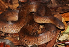 Stenorrhina degenhardtii
