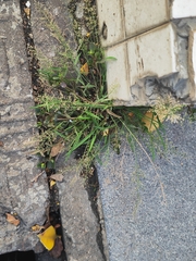 Eragrostis amabilis