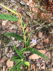 Seringia corollata