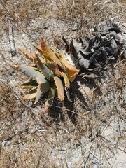 Aloe distans