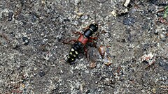 Staphylinus erythropterus