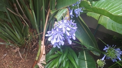Agapanthus