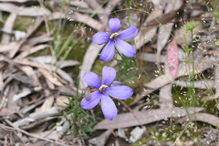Cheiranthera linearis