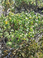 Pteronia divaricata