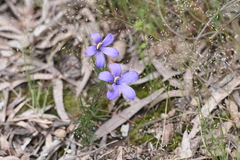 Cheiranthera linearis