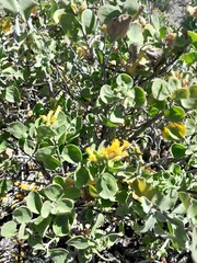 Pteronia divaricata