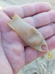 Scyliorhinus canicula