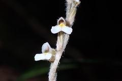 Zeuxine affinis