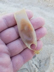 Scyliorhinus canicula