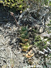 Aloe distans