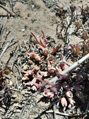 Cheiridopsis rostrata