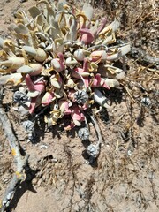 Cheiridopsis rostrata