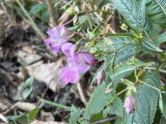 Impatiens glandulifera
