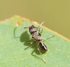Rhytidoponera tasmaniensis