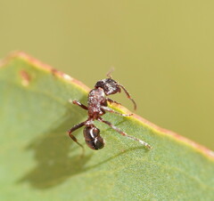 Rhytidoponera tasmaniensis