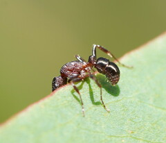 Rhytidoponera tasmaniensis