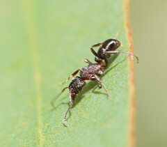 Rhytidoponera tasmaniensis