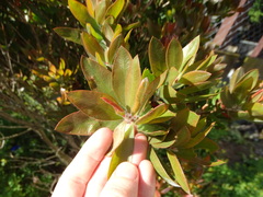Melaleuca citrina
