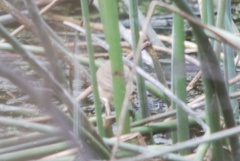 Acrocephalus australis