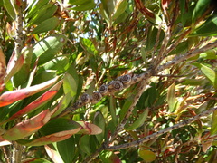 Melaleuca citrina