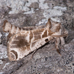 Inguromorpha arcifera