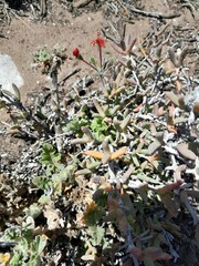 Pelargonium fulgidum