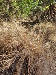 Themeda triandra