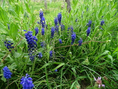 Muscari armeniacum