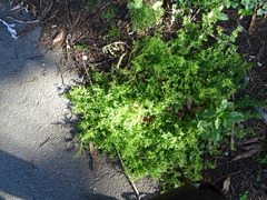 Lepidium didymum