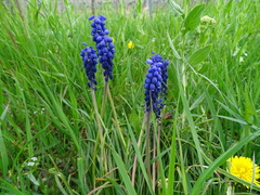 Muscari armeniacum